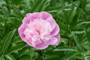 rosa pion grön bakgrund. sommar blomma. knopp med kronblad. blommig natur. foto