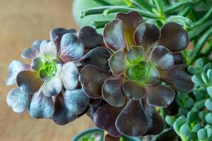 en uppsättning av annorlunda suckulenter. Haworthia och aloe, crassula och sedum, echeveria, crassula och kalanchoe. växa en Hem blomma. blomsterodling. kaktus Hem grön saftig. blommor bakgrund. foto