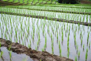 landskap på terrasserad nytt planterade irländare ris fält på berg med dimmig i de landsbygden, Chiang Mai provins av thailand. resa i grönska tropisk regnig säsong begrepp foto