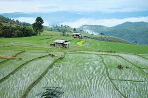 landskap på terrasserad nytt planterade irländare ris fält på berg med dimmig i de landsbygden, Chiang Mai provins av thailand. resa i grönska tropisk regnig säsong begrepp foto