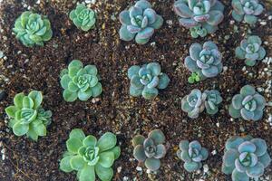 växa echeveria i en mini saftig trädgård. grön blomma fröplanta. saftig växt. hobby blomsterodling. blommig bakgrund foto