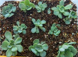 växa echeveria i en mini saftig trädgård. grön blomma fröplanta. saftig växt. hobby blomsterodling. blommig bakgrund foto