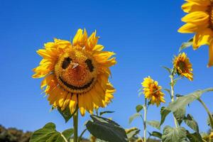 leende, solros, fält, glad, ansikte med en fjäril på hans näsa. gul blomma på en blå himmel. skratt, leende, glädje. sommar humör. foto