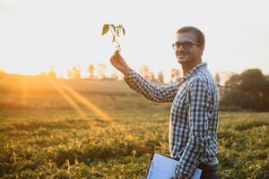 agronom inspekterande soja böna gröda växande i de bruka fält. lantbruk produktion begrepp. ung agronom undersöker sojaböna beskära på fält i sommar. jordbrukare på sojaböna fält foto