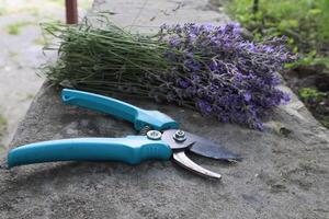 bukett av lavendel- nära sekatör utomhus- foto