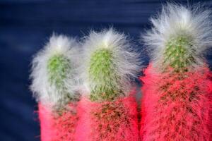 rosa kaktus på de mörk bakgrund. ljus kaktus. abstrakt bakgrund. foto