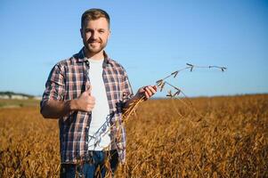 agronom inspekterande soja böna gröda växande i de bruka fält. lantbruk produktion begrepp. ung agronom undersöker sojaböna beskära på fält i sommar. jordbrukare på sojaböna fält foto