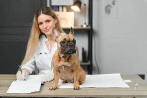 medicin, sällskapsdjur vård och människor begrepp - stänga upp av franska bulldogg hund och veterinär läkare hand på veterinär klinik foto