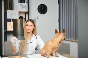 kvinna veterinär granskning franska bulldogg foto