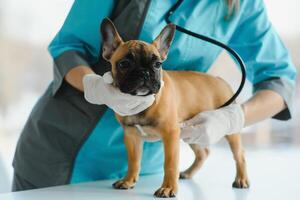 kvinna veterinär granskning franska bulldogg med stetoskop på säng foto