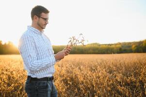 agronom eller jordbrukare granskning beskära av sojabönor fält foto