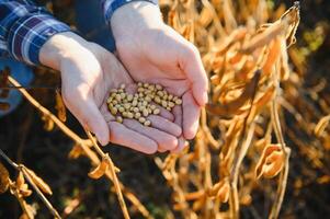 agronom inspekterande soja böna gröda växande i de bruka fält. lantbruk produktion begrepp. ung agronom undersöker sojaböna beskära på fält i sommar. jordbrukare på sojaböna fält. foto