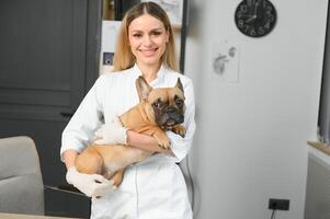 medicin, sällskapsdjur vård och människor begrepp - stänga upp av franska bulldogg hund och veterinär läkare hand på veterinär klinik foto