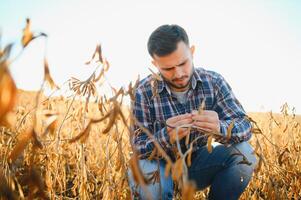 en jordbrukare inspekterar en sojaböna fält. de begrepp av de skörda foto