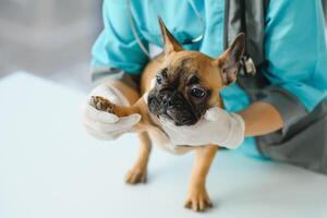 medicin, sällskapsdjur vård och människor begrepp - stänga upp av franska bulldogg hund och veterinär läkare hand på veterinär klinik - bild foto