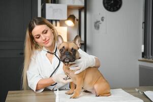 medicin, sällskapsdjur vård och människor begrepp - stänga upp av franska bulldogg hund och veterinär läkare hand på veterinär klinik foto