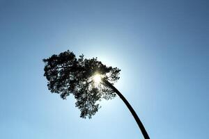 lång tall träd i solsken med blå himmel. foto