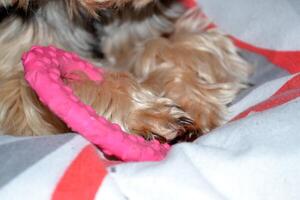 söt yorkshire terrier är spelar med en leksak på de säng. Lycklig sällskapsdjur. foto