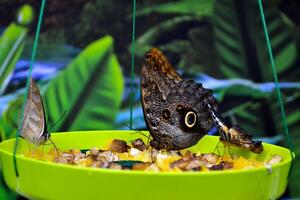 skön fjäril på en grön löv. tropisk vilda djur och växter. skön insekter. skönhet av natur. makro natur. foto