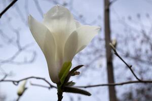 de blomma av vit magnolia. foto