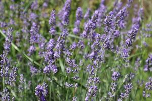 lavendel- blomma i de trädgård. lavendel- blomning. lavendel- bakgrund. foto