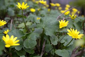 gul vilda blommor. vår bakgrund. säsong- blomning. foto