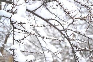 vinter- natur. snöig dag. de grenar täckt förbi snö. kall väder. foto