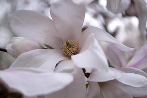 de blomma av reste sig magnolia makro. magnolia blomning. foto