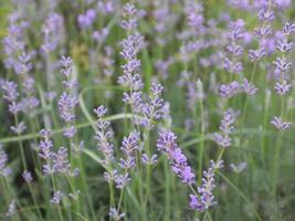 lavendel- blomma i de trädgård. lavendel- blomning. lavendel- bakgrund. foto