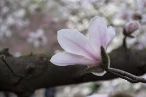 de blomma av reste sig magnolia makro. magnolia blomning. foto