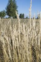 en torr växt i en sommar fält av landsbygden. foto