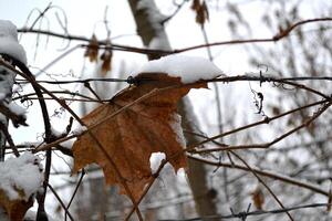 vinter- morgon. de grenar täckt förbi snö. vinter- natur. foto