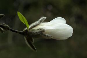 de blomma av vit magnolia. foto