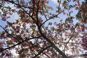 rosa blomma grenar av körsbär träd. makro skott. skönhet av natur på vår. foto