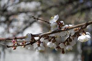 de sakura är blomning. vår blomma av körsbär träd. foto