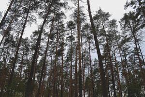 höst skog efter regn foto