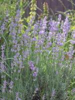 lavendel- blomma i de trädgård. lavendel- blomning. lavendel- bakgrund. foto