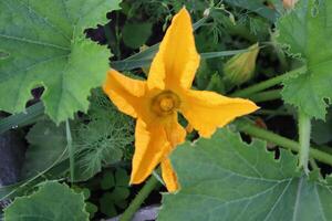 zucchini blomning i de trädgård. foto