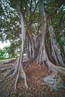 århundraden gammal ficus i palermo i de trädgård av piazza marina foto