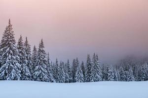 mystiskt vinterlandskap, majestätiska berg med snötäckt träd. foto gratulationskort. karpaterna ukraina europa