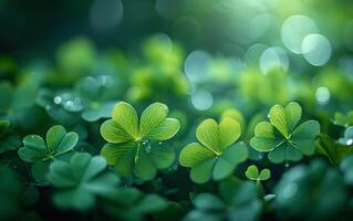 ai genererad daggig morgon- förstärker de skönhet av grön klöver löv foto