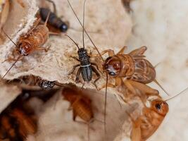 detalj av de porträtt av de hus cricket var de ägg är inslagna. kan vara Begagnade för pedagogisk syften, entomologi forskning, och, biologi presentationer. foto