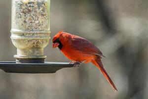 kardinal på en fågel matare foto