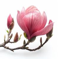 ai genererad magnolia blomma isolerat på vit bakgrund foto