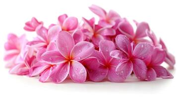 ai genererad en klunga av rosa frangipani blommor uppsättning mot en vit bakgrund foto