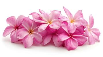 ai genererad en klunga av rosa frangipani blommor uppsättning mot en vit bakgrund foto