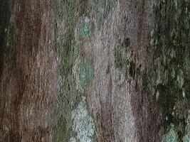 naturlig bakgrund med verklig träd bark textur foto