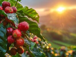 ai genererad mogen röd kaffe körsbär blänkande med daggdroppar på soluppgång, med en skön bokeh effekt highlighting de plantage's morgon- atmosfär foto