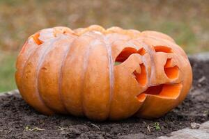 skön pumpor för halloween foto