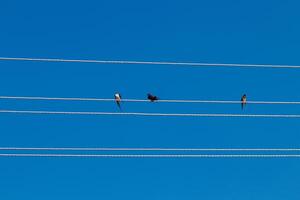 fåglar sitta på elektrisk trådar mot de blå himmel foto